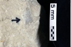 Foto (Detailansicht) von Lecythocaris sp. (NHMW-GEO-1990-0041-0158)